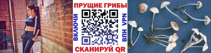 ссылка на мегу ссылка  Усть-Кут  Псилоцибиновые грибы Cubensis 
